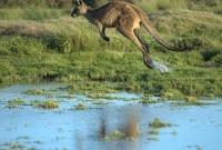পরিবেশ বাঁচাতে খুনের সিদ্ধান্ত! প্রতিবাদের ঝড়