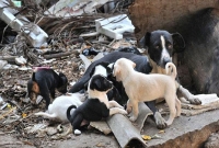 সাবধান! কুকুরকে ঢিল ছুড়লে হতে পারে জেল