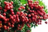 লিচুতে কীটনাশক ব্যবহার, শঙ্কিত ঠাকুরগাঁওয়ের সাধারণ ক্রেতারা