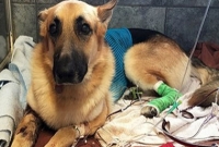 সাপের ছোবল থেকে শিশুকে বাঁচাল কুকুর!