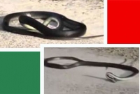 সাপের আত্মহত্যা! যোগাযোগ মাধ্যমে তোলপাড়