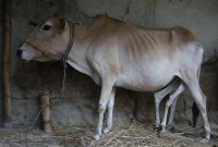 ছয় পায়ের গরু, কেউ দেখেছেন কখনো?