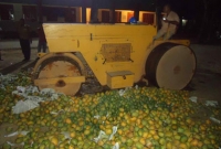 এক ট্রাক আম ধ্বংস করল প্রশাসন