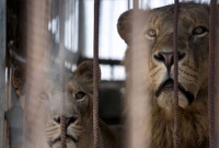 সুইসাইড নোট লিখে অভিনব কায়দায় সিংহের খাঁচায় যুবকের ঝাঁপ! অতঃপর যা ঘটল