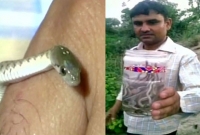 বাথরুম থেকে উদ্ধার ৩০টি গোখরা সাপের বাচ্চা!