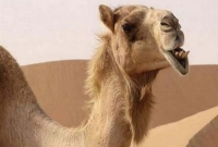 ক্ষেপে গিয়ে মরুভূমিতে মালিককে খুন করল উট!