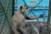 খাকি পোশাক দেখলেই হামলা, হনুমান-আতংকে পুলিশ