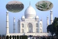 কেন নীলচে হয়ে যাচ্ছে ভালোবাসার তাজমহল?