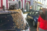 রানীকে উদ্ধার করতে ২৪ ঘণ্টা গাড়ি ধাওয়া করল মৌমাছির ঝাঁক