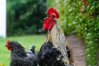 মোরগের ডাকে মুরগির জেল, কোথায় জানেন?