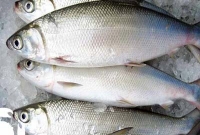 অবিকল ইলিশের স্বাদ মেটাবে মিল্কফিশ!