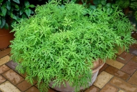 মশা তাড়াতে এবার বিজ্ঞানীরা আবিষ্কার করলো আজব গাছ, জেনে নিন কি নাম?