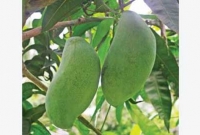 কখনোও কি দেখেছেন? চার কেজি ওজনের আম!