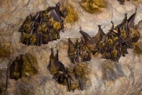 বাদুড়ের উপদ্রবে ঘরবন্দী মানুষ, জরুরি অবস্থা জারি!