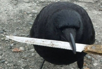 পুলিশের হাত থেকে অপরাধীর ‘ছুরি’ নিয়ে পালাল কাক, পিছনে ছুটে মরল পুলিশ