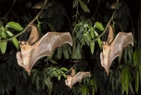 বাদুড় তাড়াতে এবার ১৪ কোটি টাকা!