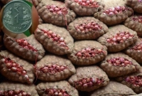 ১ হাজার কেজি পেঁয়াজ বিক্রি করে আয় মাত্র ১ টাকা!