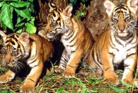 সত্যি ঘটনা, বৌদ্ধ মন্দিরের ফ্রিজে ৪০টি বাঘের বাচ্চা