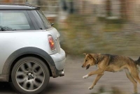 চলন্ত গাড়িকে ধাওয়া করে কেন কুকুর, জানেন?