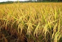 এবার এক মণ ধানে একজন শ্রমিক!