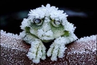  সাত মাসের জন্য বরফ হয়ে যায় এই ব্যাঙ, আবার স্বাভাবিক!