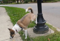 জানেন, কুকুররা এই বিশেষ কাজটি করার জন্য ল্যাম্পপোস্টই বেছে নেয় কেন?