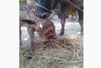 শেরপুরে জন্ম নিয়েছে দুই মাথাওয়ালা  গরু