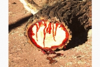 অবাক হবেন, যেখানে গাছ থেকে বের হয় শুধুই রক্ত!