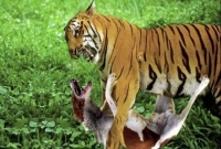  মালিককে বাঁচাতে বাঘের সঙ্গে লড়াই করে প্রাণ দিল কুকুর!