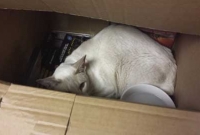 যে কারণে বিড়াল বাক্স পেলেই তার ভিতরে ঢুকে যায়