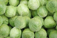  অবাক হলেন, সত্যিই কারখানায় তৈরি হচ্ছে বাঁধাকপি!