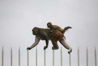 আজব কাণ্ড, এক বানরের বাঁদরামিতে ৩ ঘণ্টা অন্ধকারে গোটা দেশ!