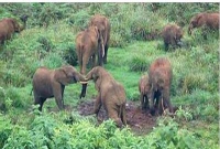 বন্যহাতির সঙ্গে চলছে হাজার হাজার মানুষের  লড়াই!  