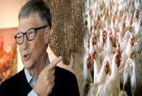 এক লক্ষ মুরগি দান করবেন বিল গেটস্‌