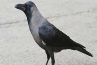 দাঁড়কাক সম্পর্কে ১০টি তথ্য, আপনার বিশ্বাস করতে কষ্ট হবে