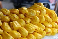 কাঁঠালের নাম শুনলে নাক তো ছিটকান, আপনি কি জানেন এই কাঠাঁলের কত গুণ?