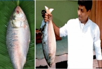 এক ইলিশের দাম ২৬ হাজার টাকা!