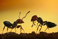 ২টি পিঁপড়ে মুখোমুখি হলে কী করে? জানলে অবাক হবেন আপনিও