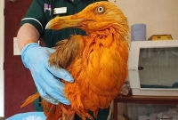 হাসি চাপতে পারবেন? চিকেন টিক্কা মশালার পাত্রে জ্যান্ত সিগাল!