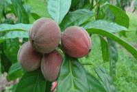 অবাক কাণ্ড, এই ফলটি খেলে কয়েক মিনিটের মধ্যে সেরে যাবে ক্যান্সার!