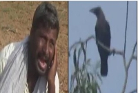 অবিকল কাকের ডাক দেন ইনি, শুনেই ছুটে আসে যত কাক!