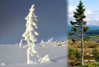 ১০,০০০ বছর ধরে দাঁড়িয়ে আছে এই গাছটি!