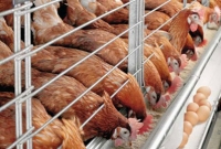 আগুনে পুড়লো কোটি টাকার সাড়ে ১২ হাজার মুরগি