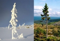 ১০ হাজার বছরের পুরান গাছ এটি, বেড়ে উঠার গল্প শুনলে চমকে যাবেন!