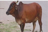 চোর ধরলো জনগণ, থানায় দিন কাটে গরু মালিকের