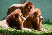 ৩ সিংহকে যাবজ্জীবন কারাদণ্ড, কেন জানেন?