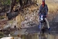 সিংহের মুখোমুখি দুই বাইক আরোহী, পিলেতে কাঁপ ধরানো অবস্থা !