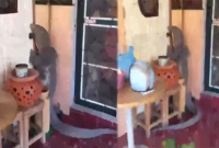 দরজায় যে অতিথি দেখলে অজ্ঞান হতে পারেন!