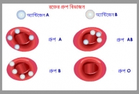 কী সেই ব্লাড গ্রুপ যা সারা বাংলাদেশে খুঁজে পাওয়া গেল না?