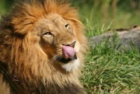 হিংস্র সিংহের সঙ্গে লড়ে সন্তানের প্রাণ বাঁচালেন মা